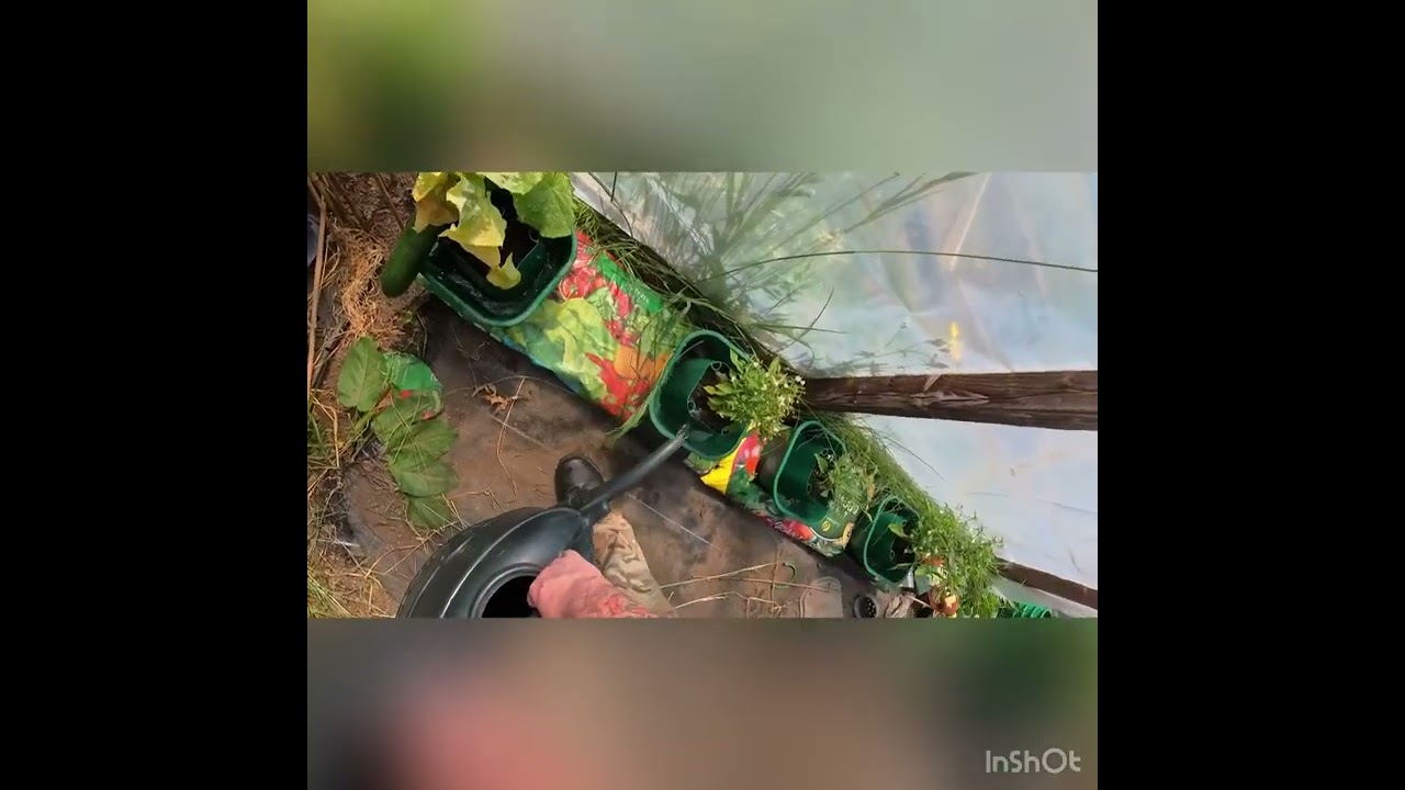 Sorting the tomatoes out and over veg￼