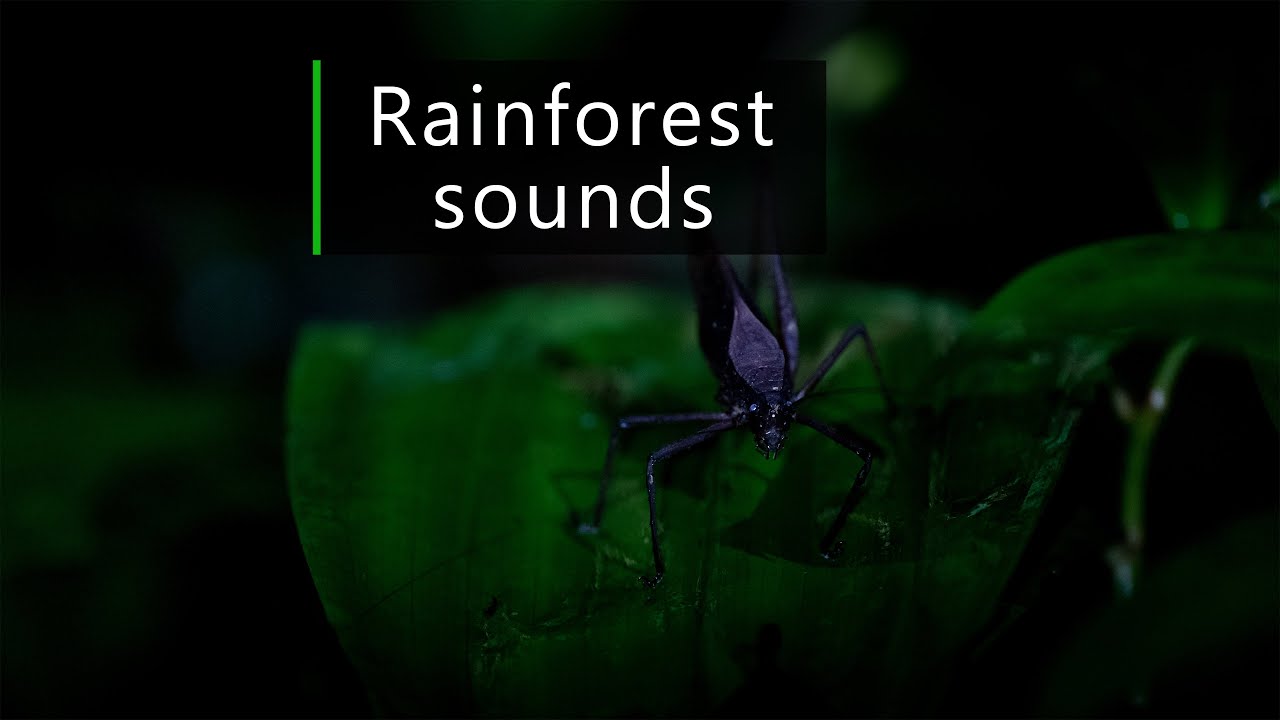The weird sound of empress cicadas