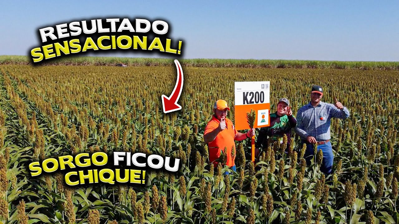 QUANTO VAI PRODUZIR O NOSSO SORGO
