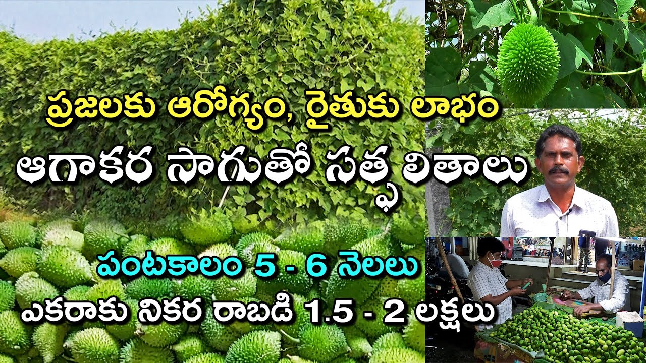 లాభాలు పండిస్తున్న ఆగాకర సాగు ||Sweet Returns from Spine Gourd Cultivation || Karshaka Mitra