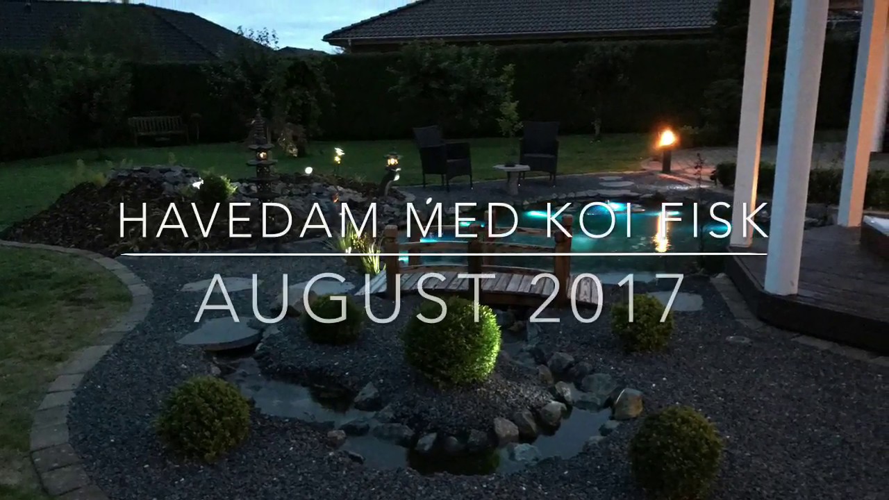 Havedam med Koi fisk