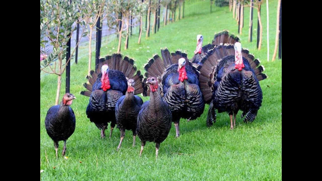 Da li gajiti hibridne bele ili domaće vi&scaron;ebojne ćurke?