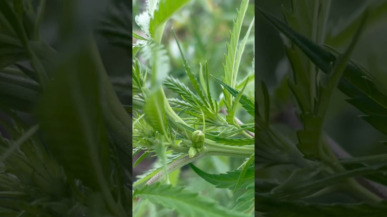 Hermaphrodite Cannabis Massacre #homestead #cannabis #powderymildew #country