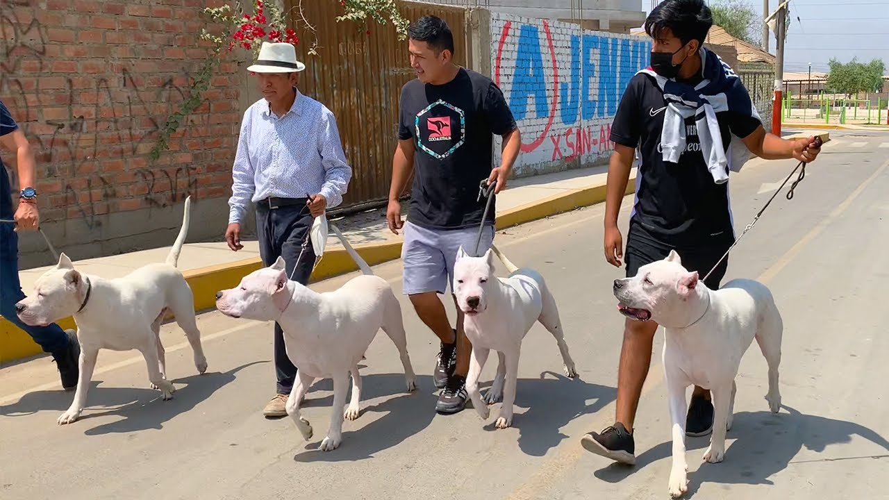 Visité Criadero Del Gran DOGO ARGENTINO (Yuraccaiiqu) MASCADOR