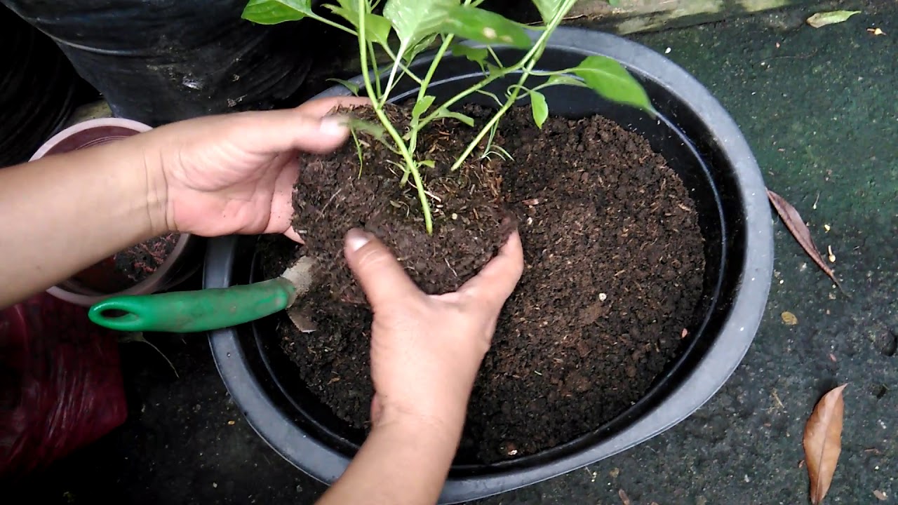 Topping and Transplanting Chili Plants(Paglipat ng tanim na Sili sa Container) English Sub