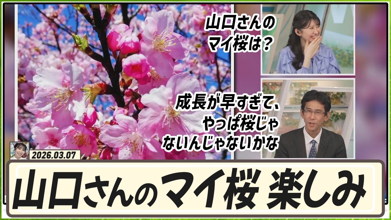 【駒木結衣】 成長が早すぎて、やっぱ桜じゃないんじゃないかなと思われる山口さんのマイ桜