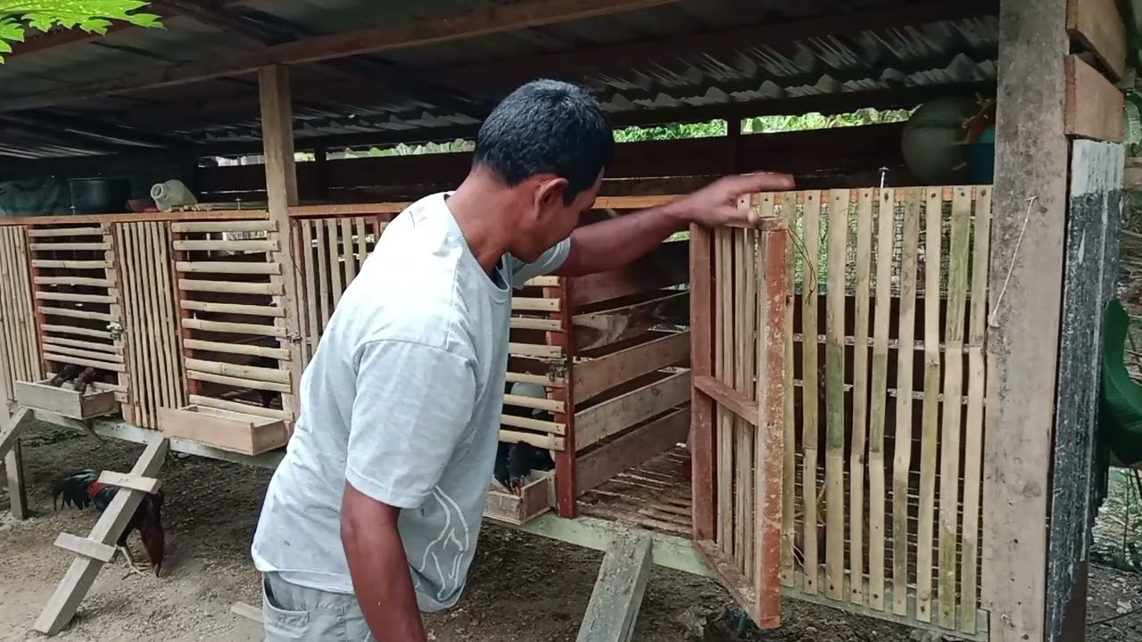 @usaha mandiri unggas,ternak ayam kampung peternak rumahan