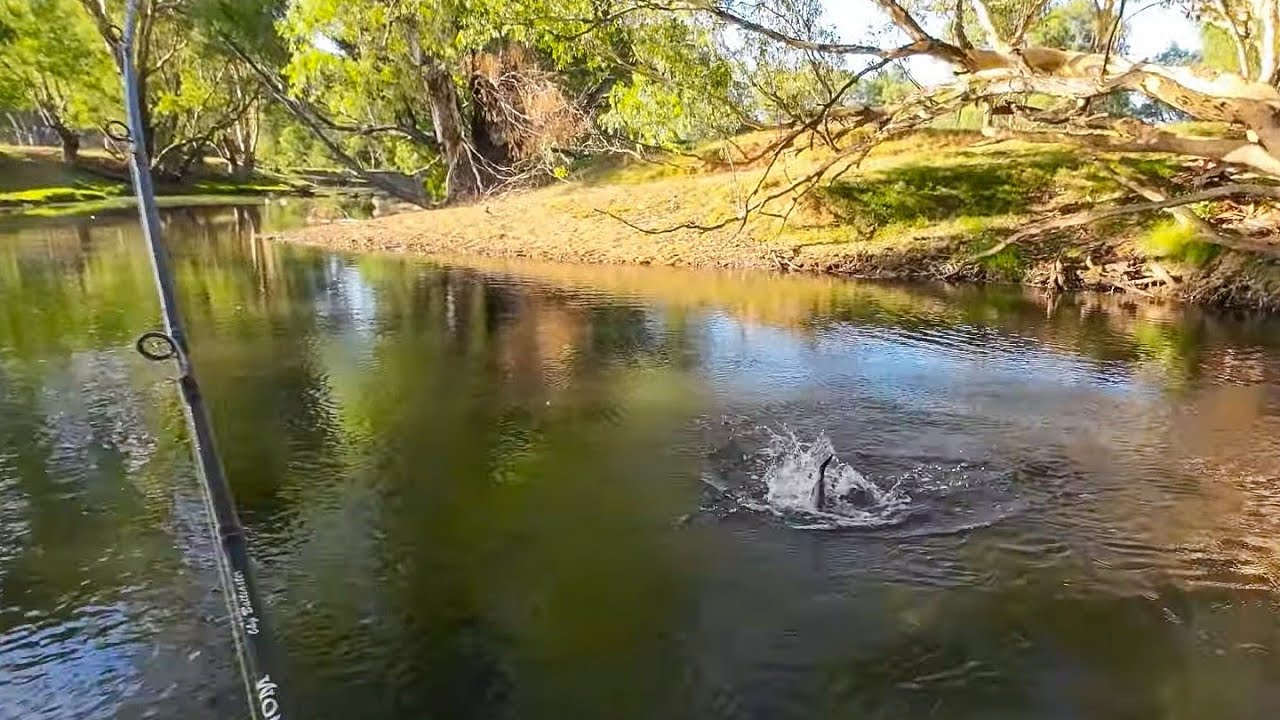 Exciting lure fishing for Murray cod, yellowbelly and trout cod.