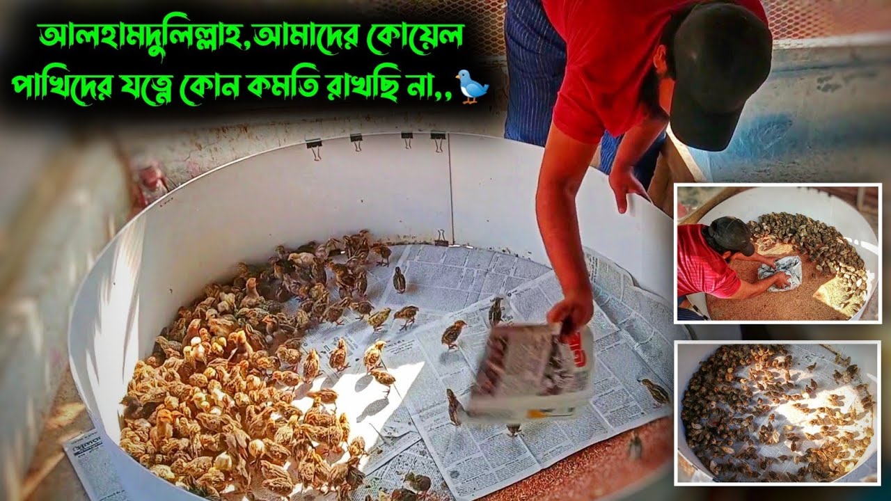 আলহামদুলিল্লাহ, আমাদের কোয়েল পাখিদের যত্নে কোন কমতি রাখছি না,,🐦