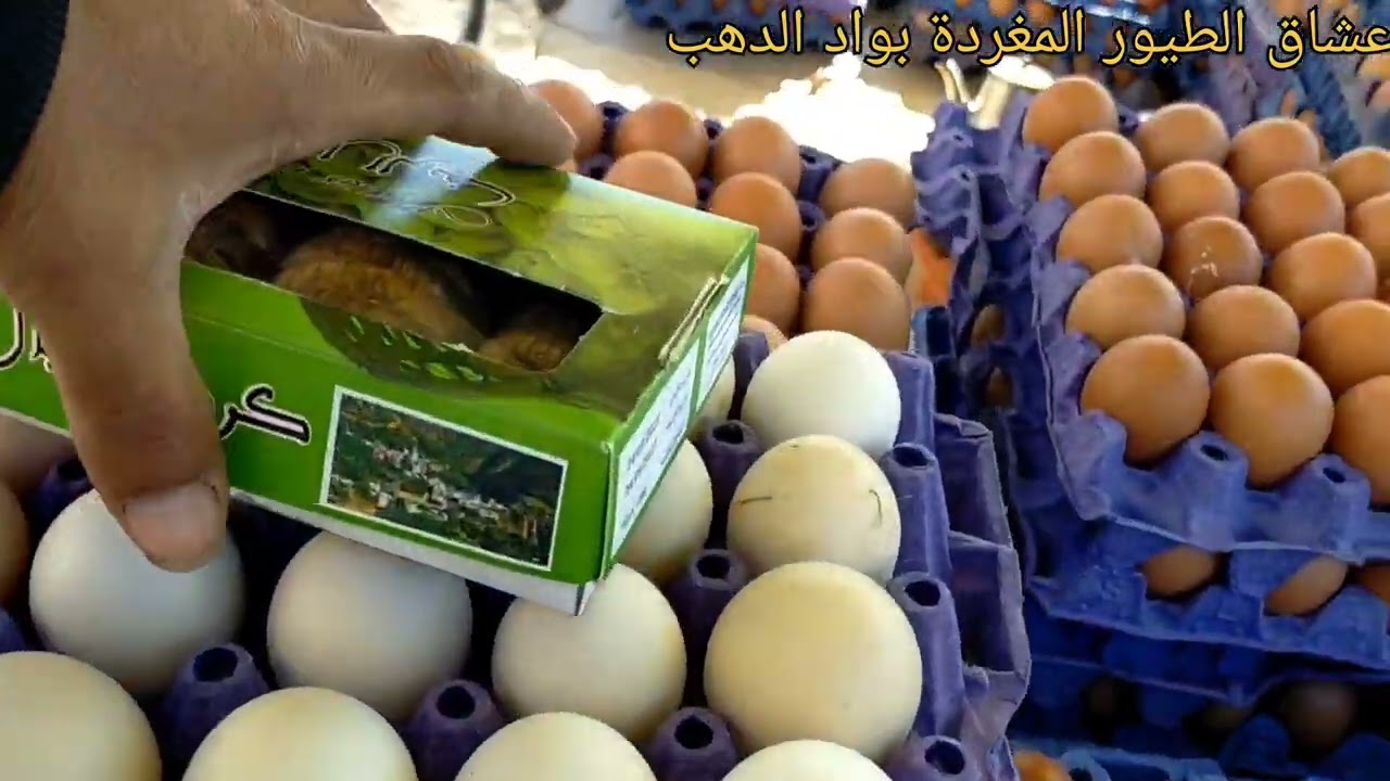 جولة في سوق الاحد للطيور 🦜🐦🐓🦃 بالداخلة واد الذهب 08/02/2026 مع تحياتي للجميع 👍👍🫶🫶