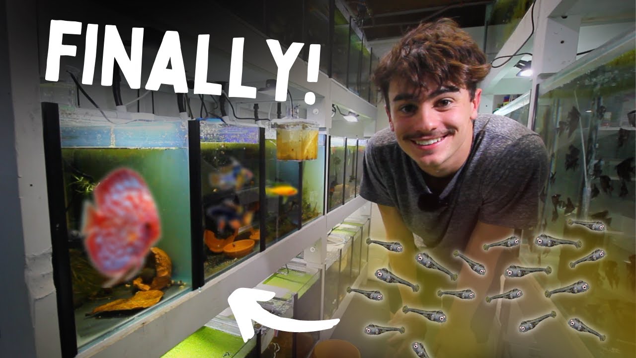 This FISH is Finally BREEDING!? (Fish Room Update)