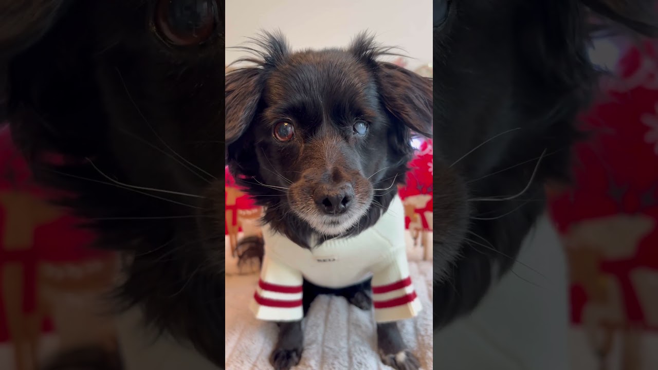 Will You Be My Friend | Big Little Dog