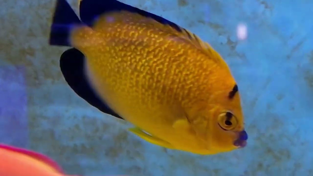 ReefStock Sweden Marine Tank