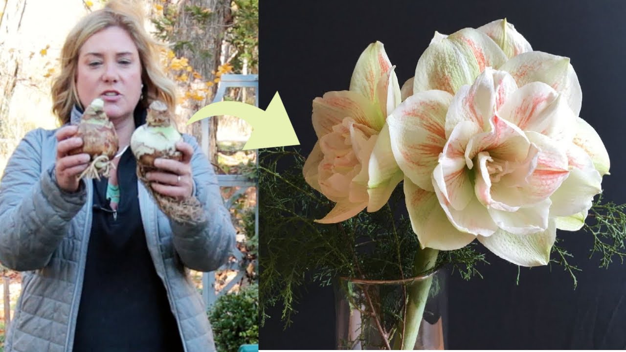 How to plant and grow amaryllis | Time planting for holiday blooms