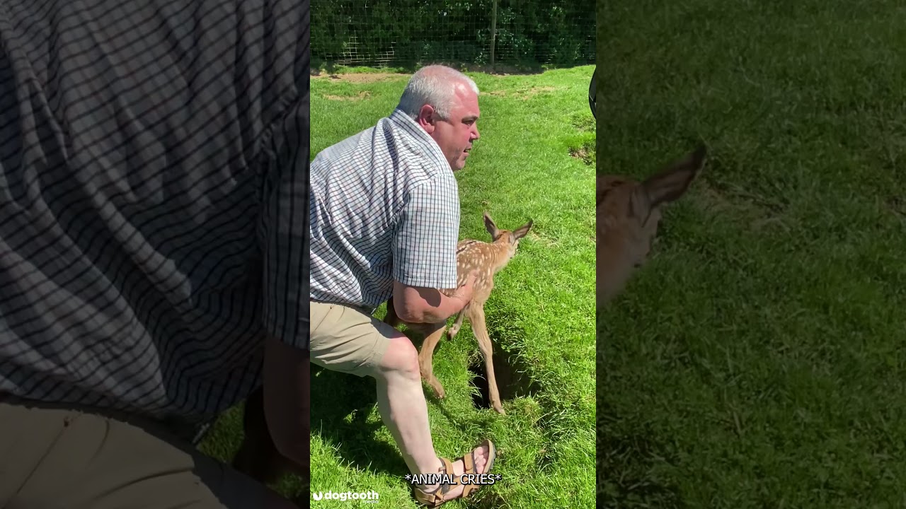 Farmer Rescues One-Day-Old Deer from Hole || Dogtooth Media