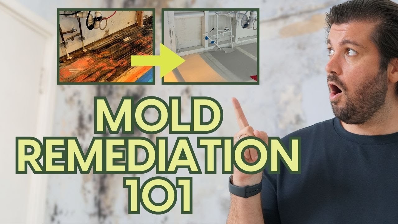 Mold Remediation 101: 3 CRUCIAL STEPS for a Successful Mold Remediation