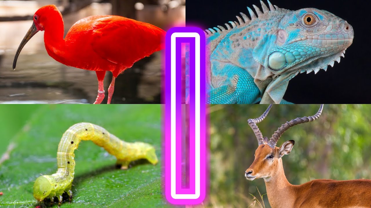 I Discovered Animals Starting with I That Will Blow Your Mind!