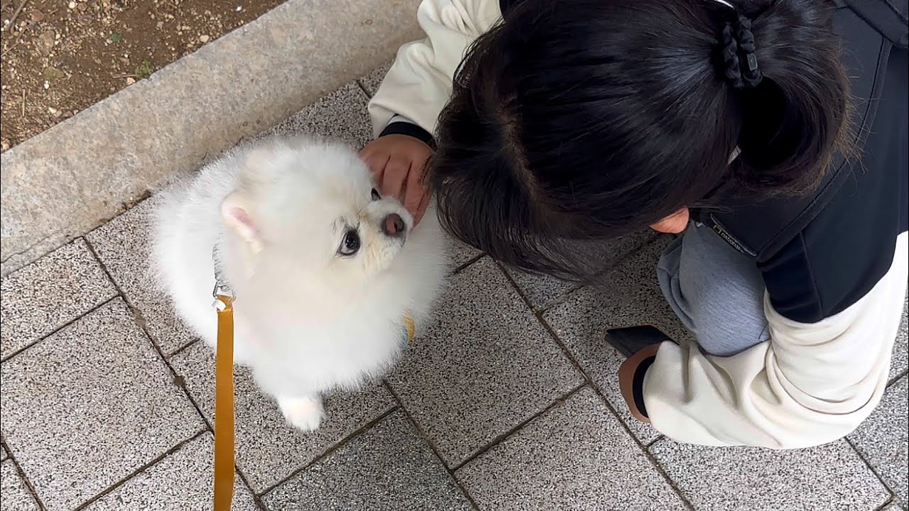 동네 낯선 꼬마들이 갑자기 만졌을때 강아지 반응