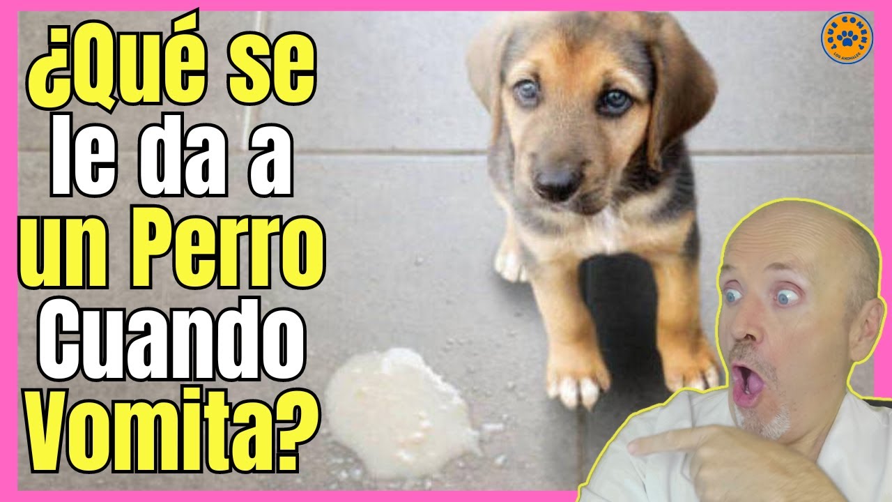 🐶 ¿QUE SE LE DA A UN PERRO CUANDO VOMITA? 🐶