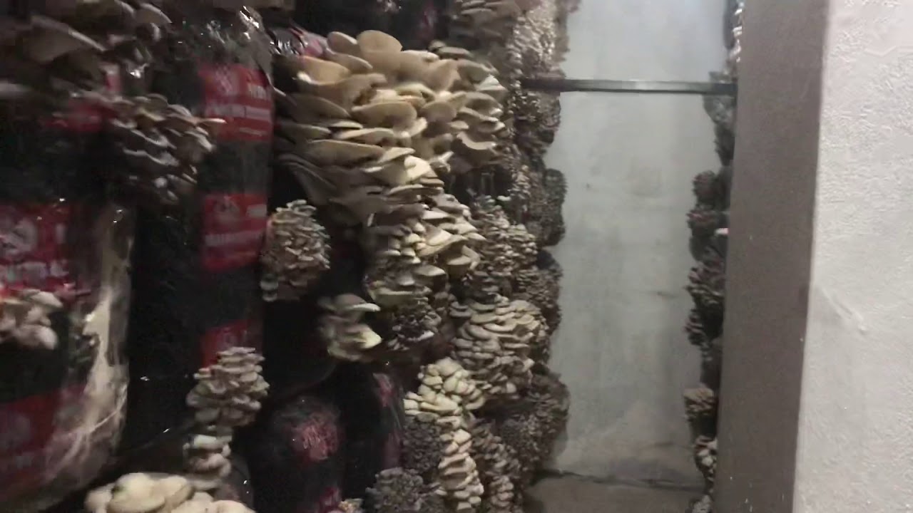 istiridye mantarı üretim tesisi istanbul küçükçekmece