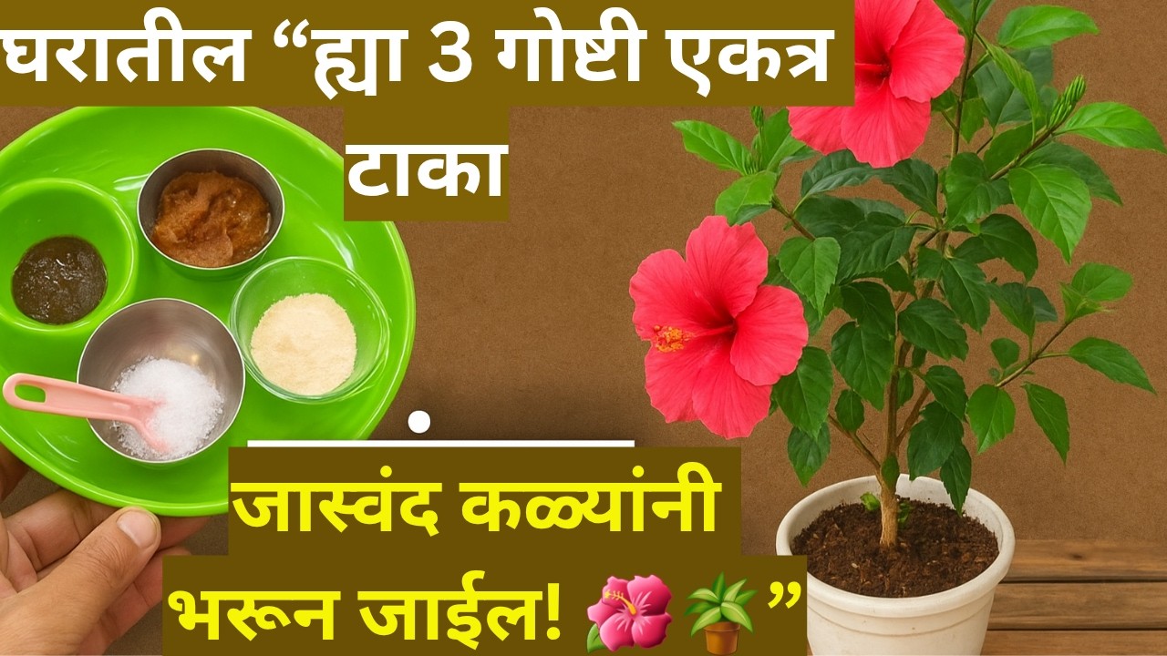 &ldquo;ह्या 3 गोष्टी एकत्र टाका आणि जास्वंद कळ्यांनी भरून जाईलHibiscus not flowering  powder fertilizer