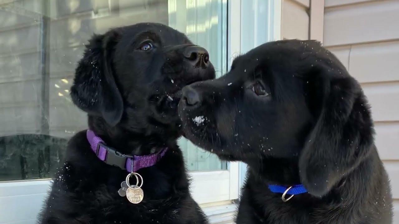 Lab Puppies Romp