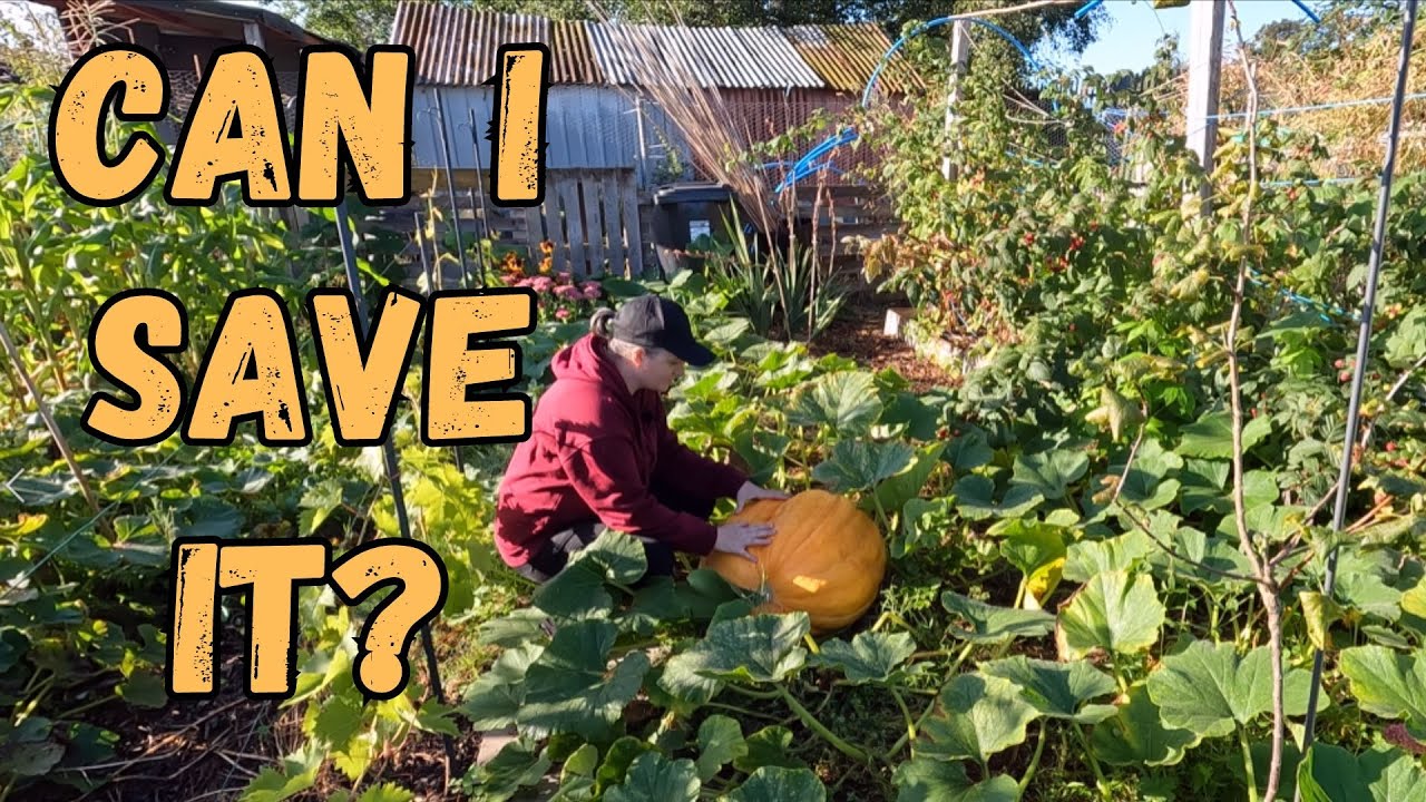 Saving My Squashes And Pumpkins From Frost Damage.