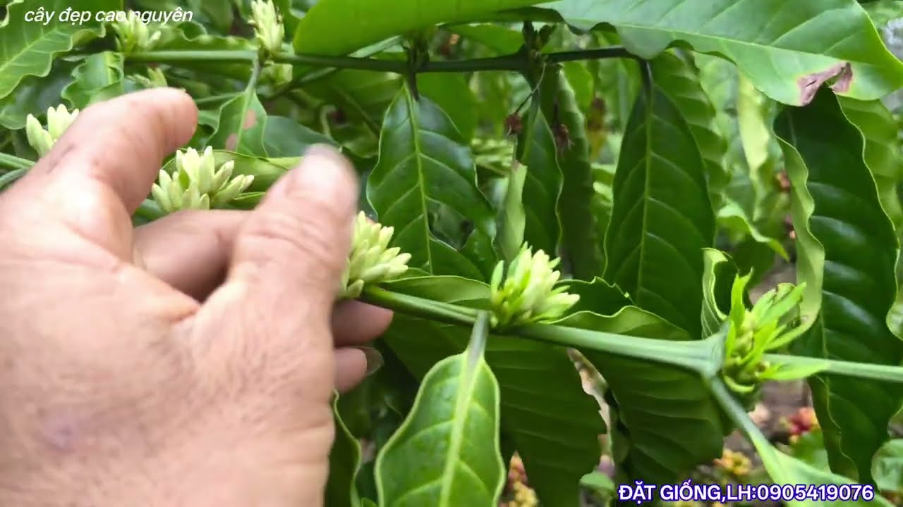 Thời tiết bất lợi cho việc làm hoa cà phê giải pháp nào hữu hiệu 