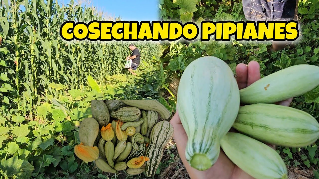 Cosecha de PIPIANES EN EL SALVADOR 🇸🇻 