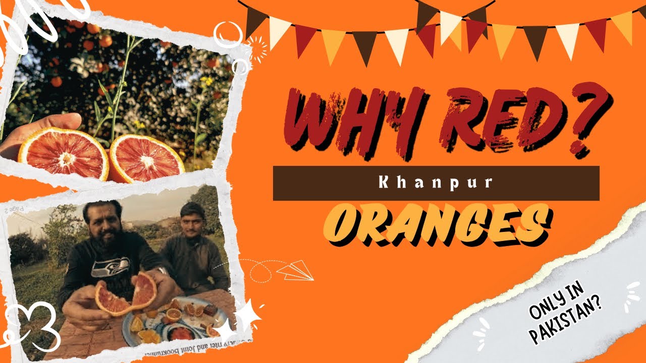 How Do Red Oranges Taste? 🍊 And Why Are They Red?