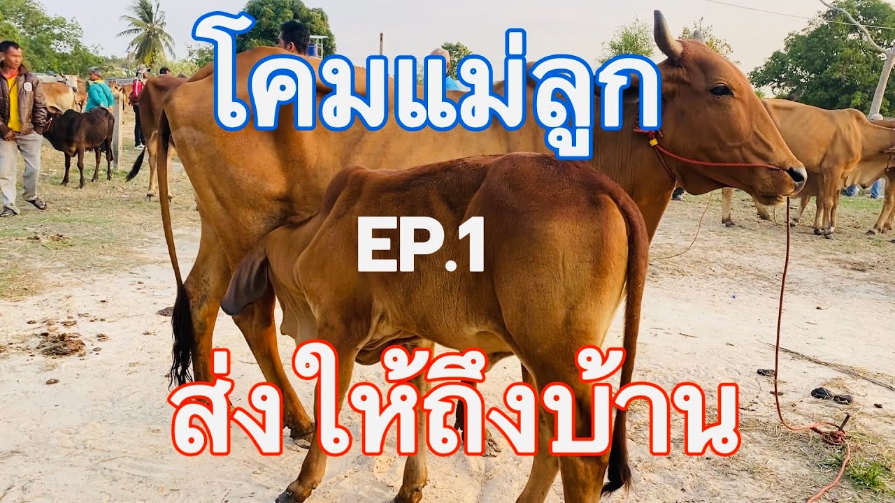 EP.1 #ราคาวัววันนี้ 12 มีนาคม 2569 #ตลาดวัวบ้านกุดหว้าอำเภอกุฉินารายณ์ #วัวเลี้ยงโคมแม่ลูก #วัวขุน 