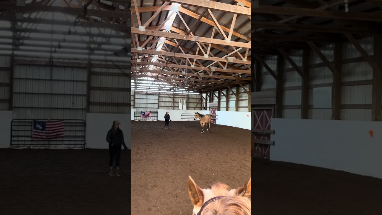 2023 Buckskin Gelding RBR Chips R Eligible