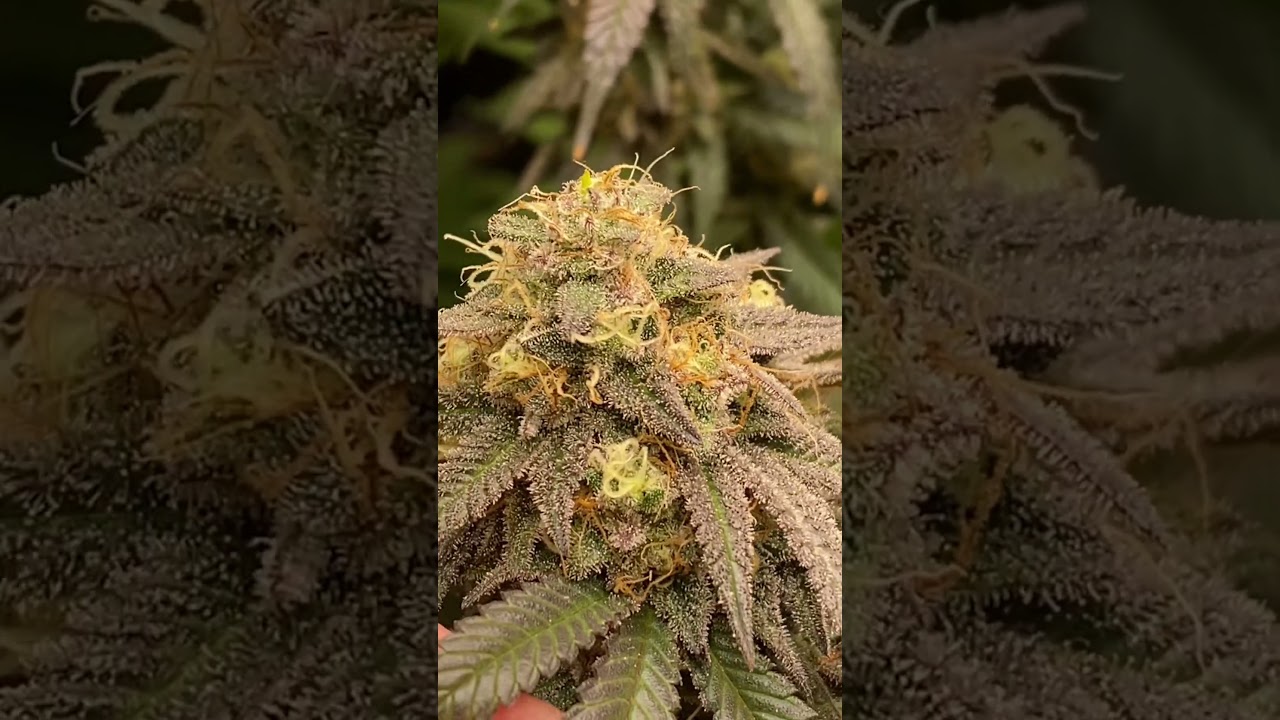 Blueberry train wreck