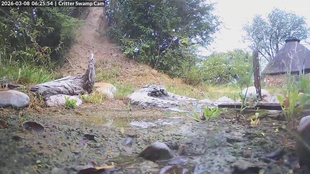 Live Cam Stream