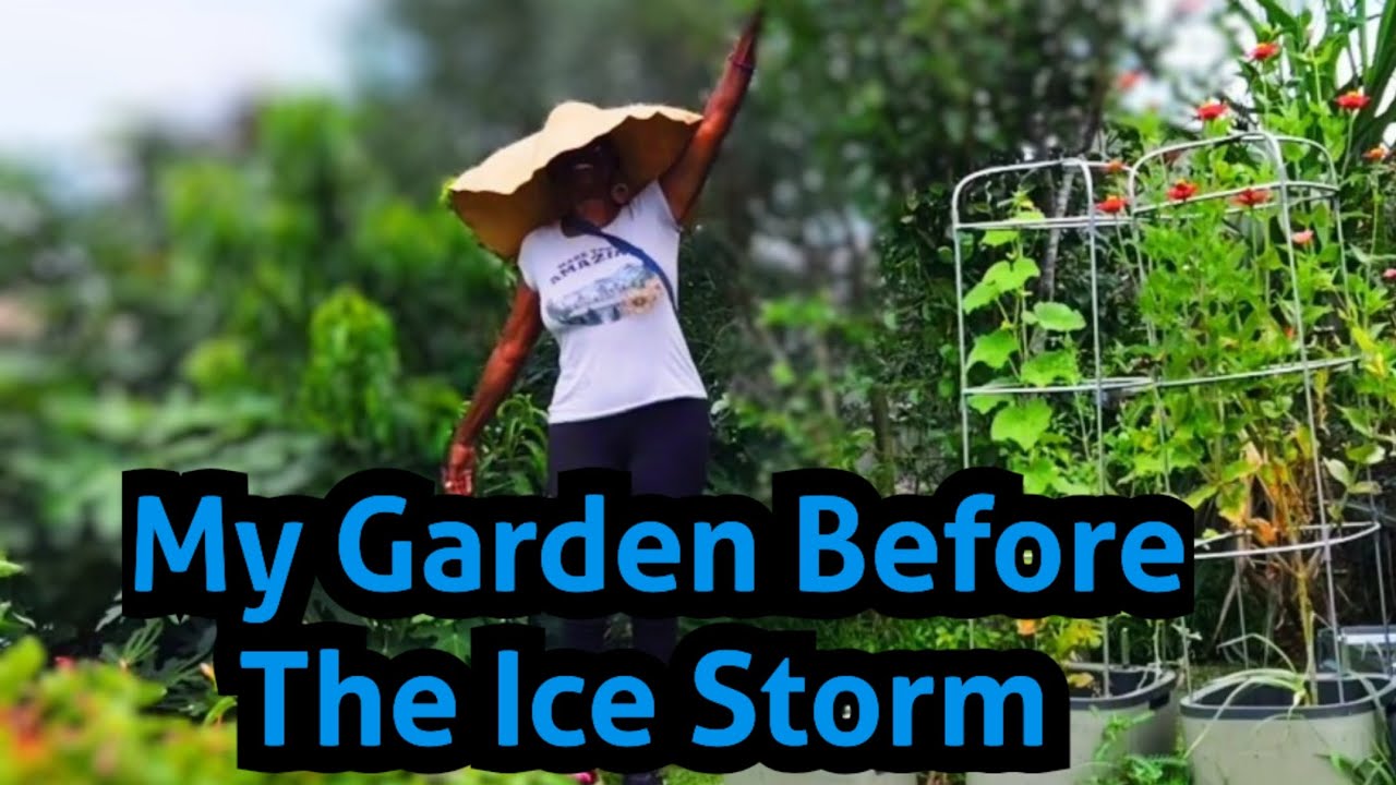 My Garden Before The Ice Storm 🥶🥶