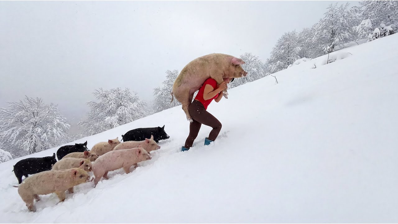 TIMELAPSE – Trapped by 1.8m Snow: A Girl Risks Her Life Harvest 100kg Pig Across 65° Mountain Slopes