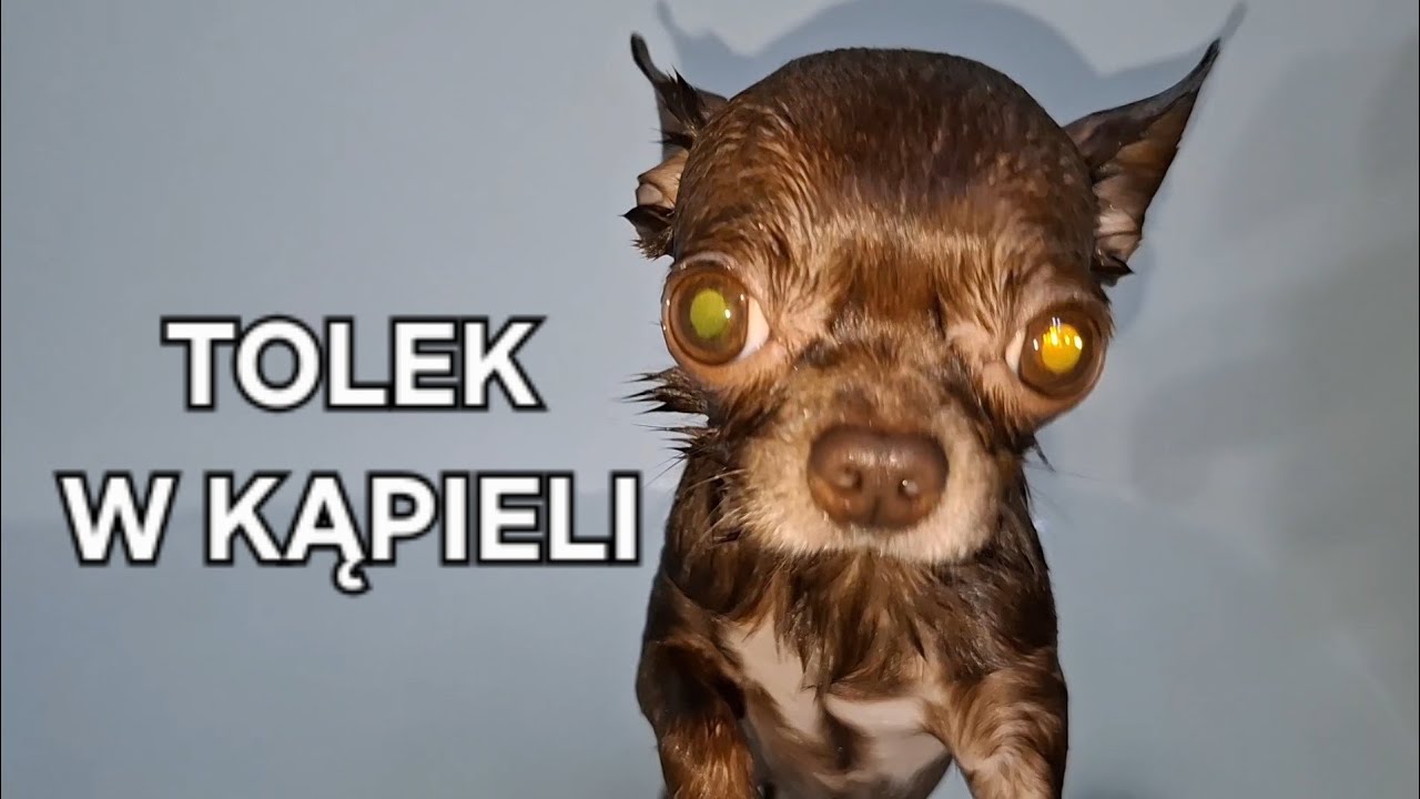 Tolek w kąpieli #chihuahua 