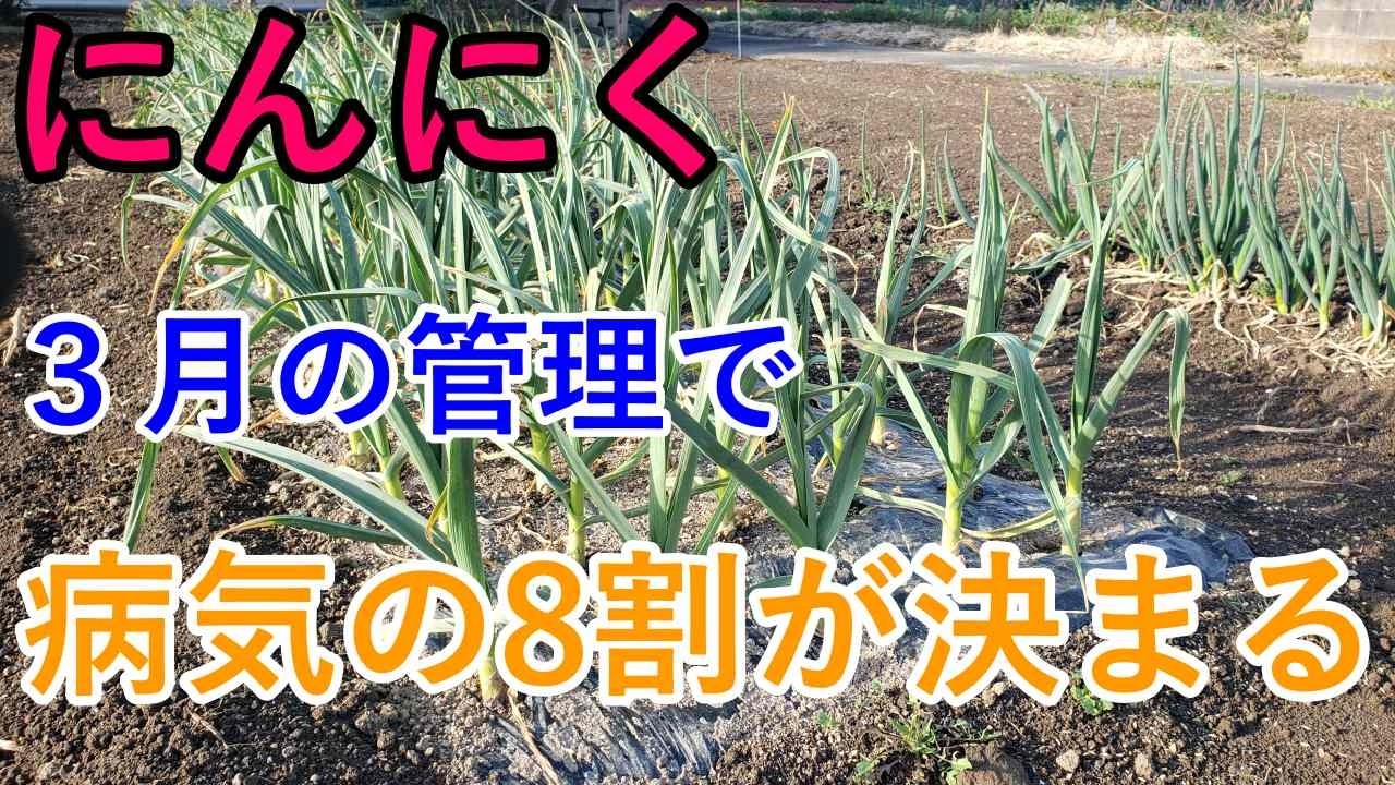 にんにくは「3月の管理」で病気の8割が決まる