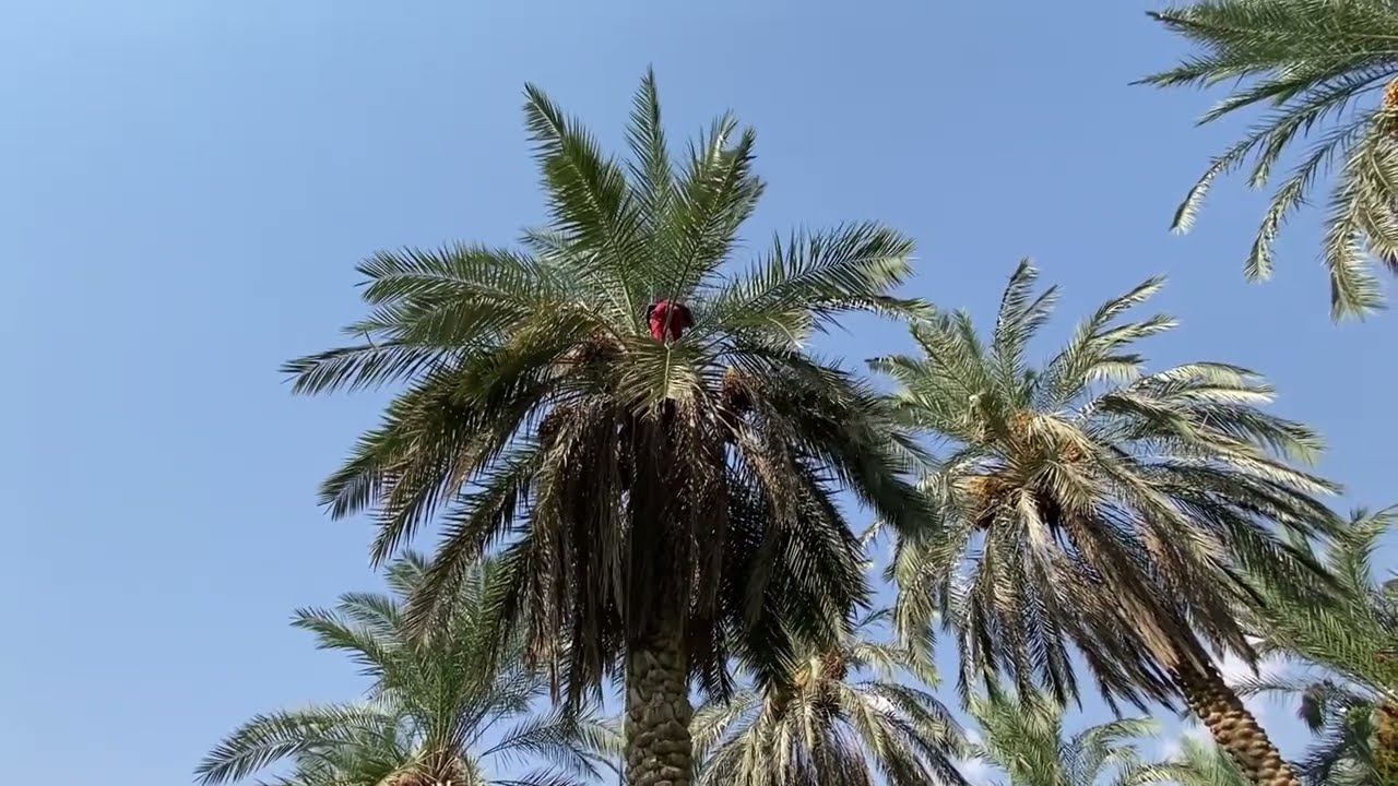 أصناف التمور العراقية/ اسطة عمران ( ساير)