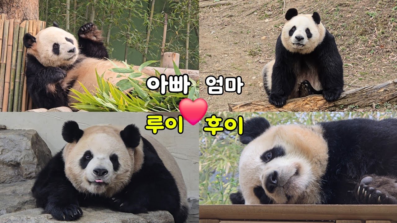 [ep.803]귀엽고 사랑스런 바오가족의 하루♡26.03.05