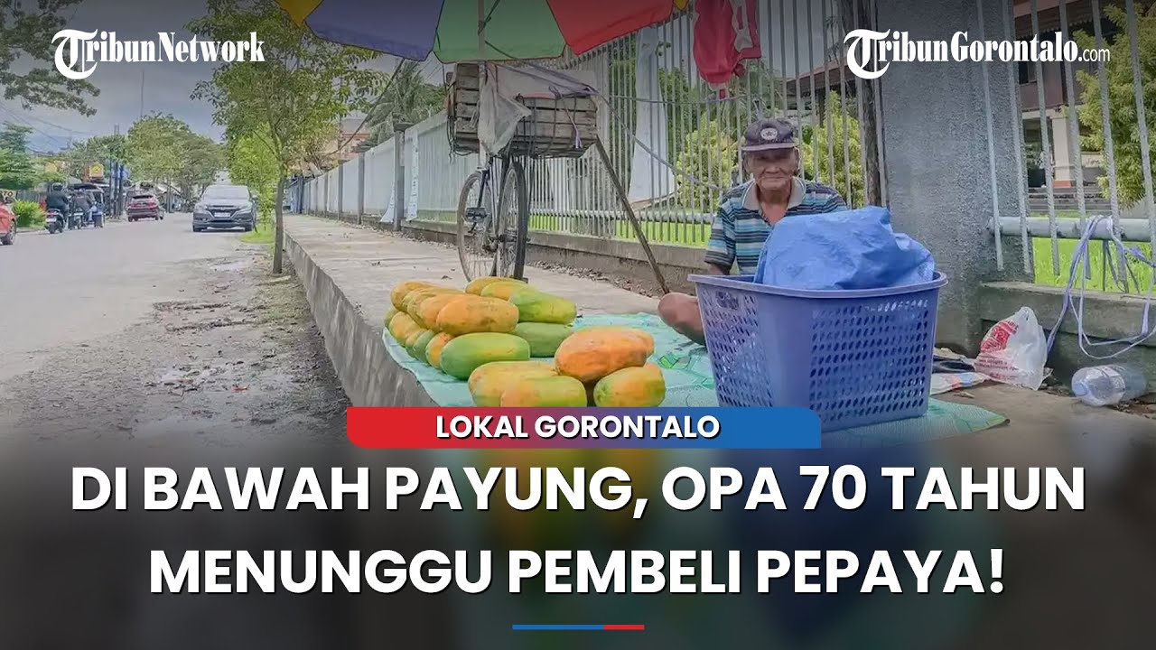 Sosok Opa Asi, Lansia 70 Tahun Penjual Pepaya di Rumah Adat Dulohupa Gorontalo