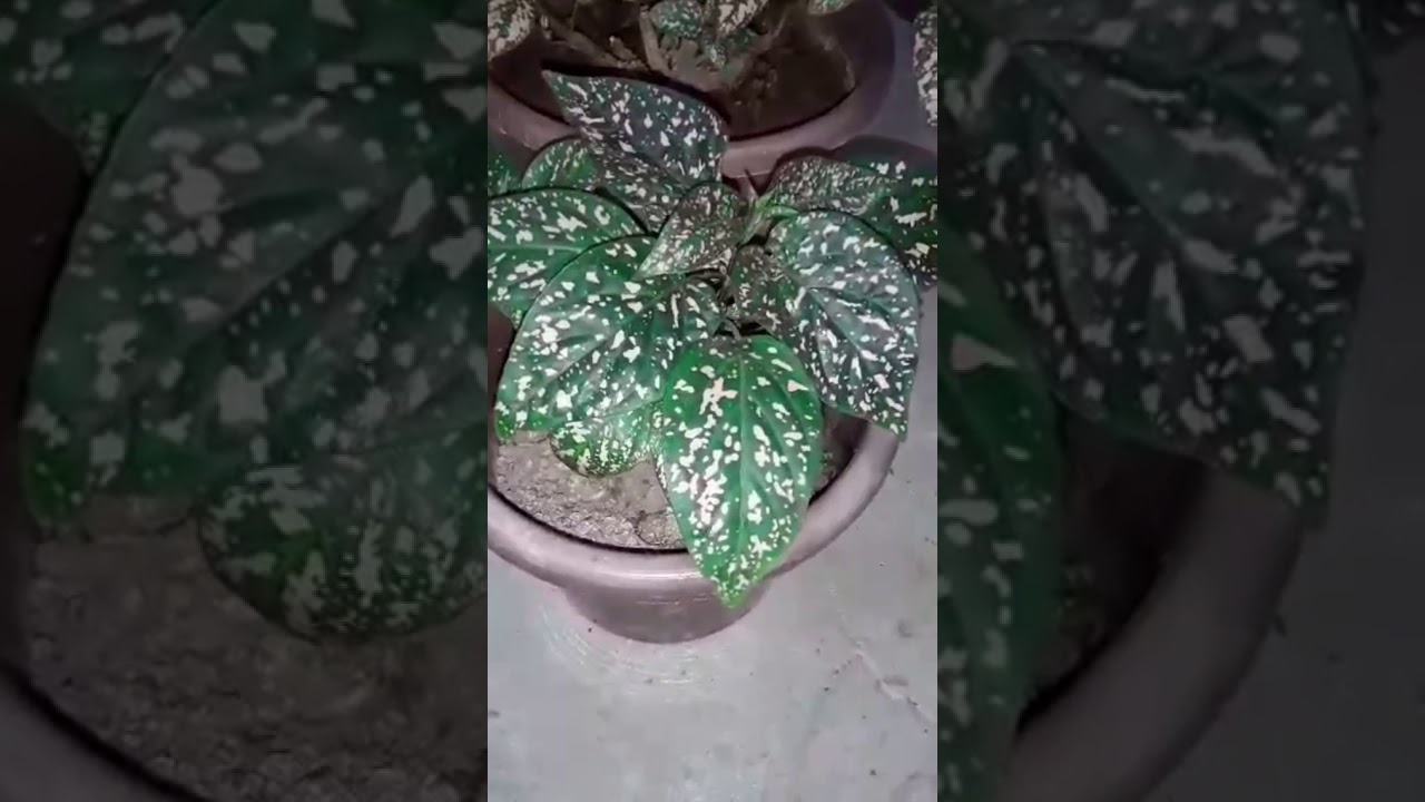 نبات البولكا المنقطة او ااهيبوستس أو نبتة النمش (النقل والرعاية)