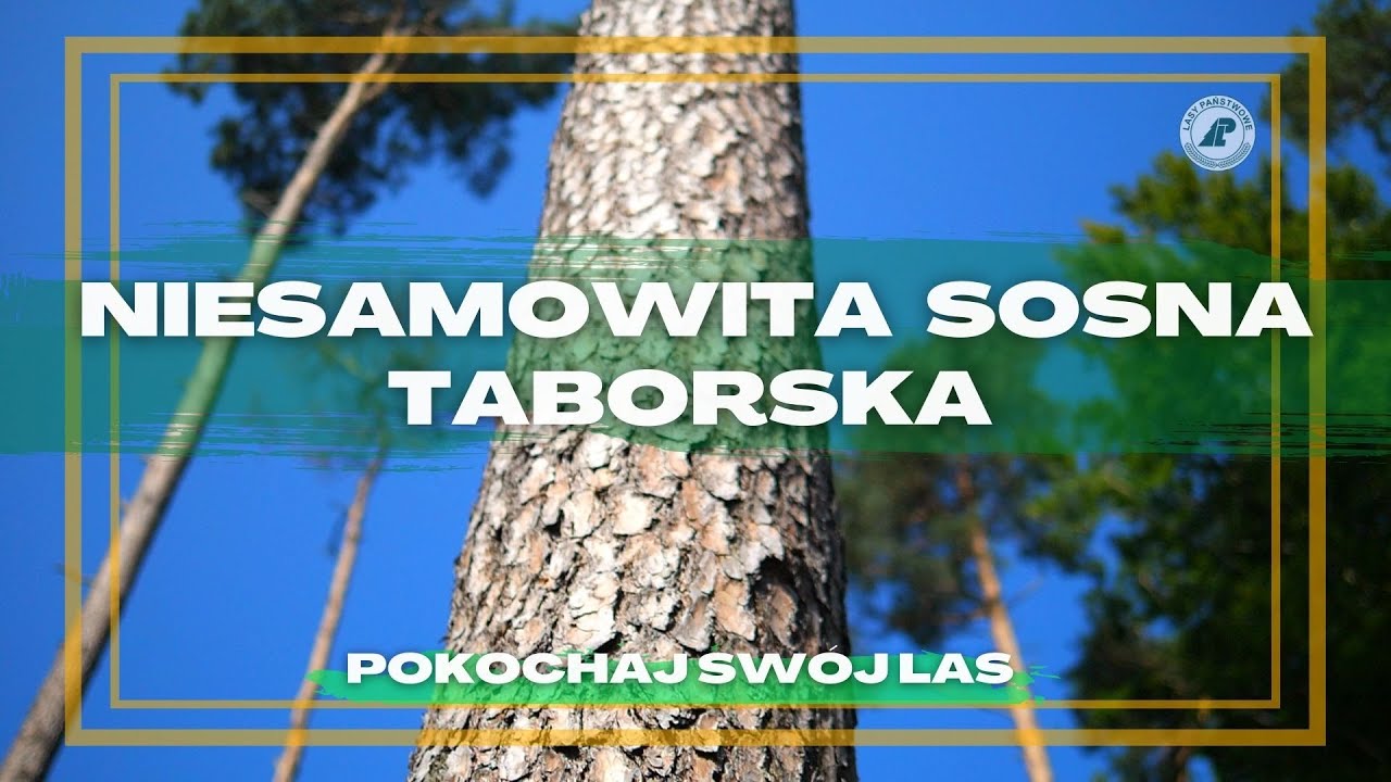 Pokochaj Swój Las - #25 GDZIE rosną NAJPIĘKNIEJSZE SOSNY na ŚWIECIE? Królowa SOSNA TABORSKA.