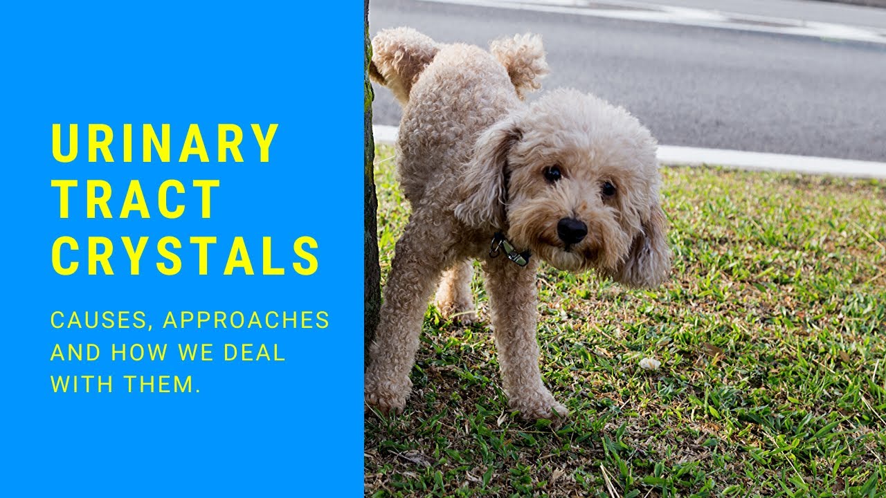 Urinary Tract Crystals causes and solutions.