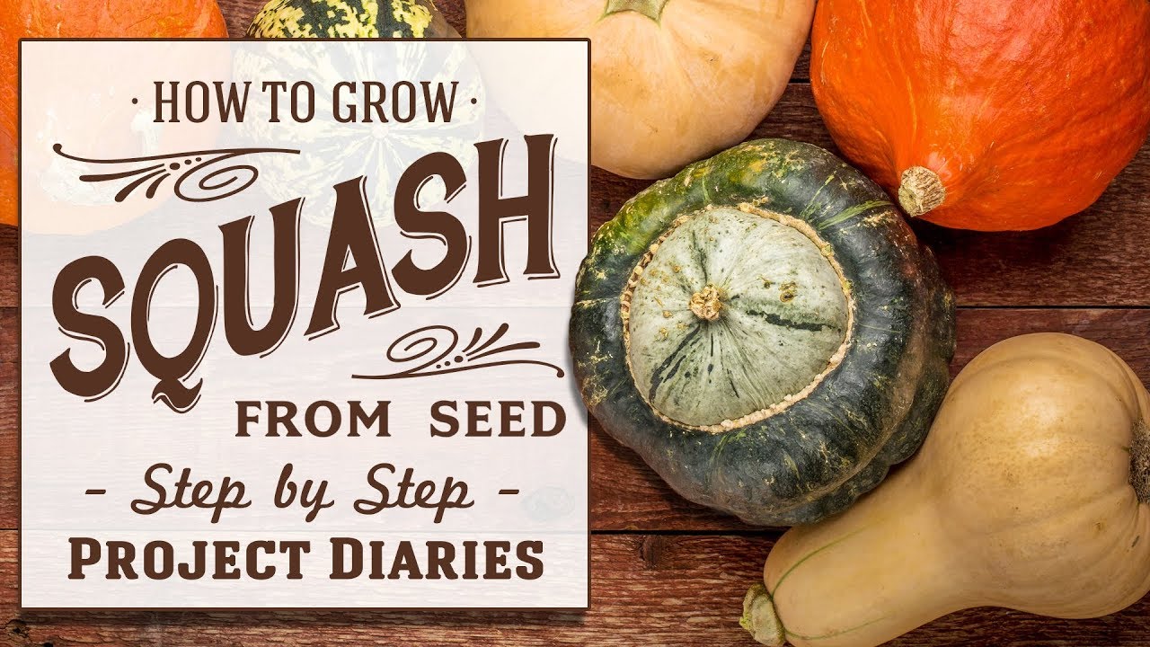 ★ How to Grow Squash from Seed (A Step by Step Guide)
