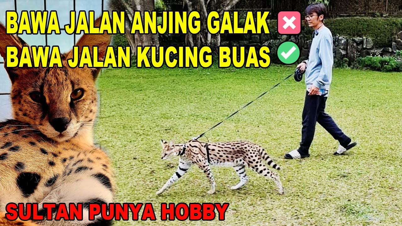 Bawa Jalan Kucing Buas Eksotik - Gaya Sultan Jaman Now