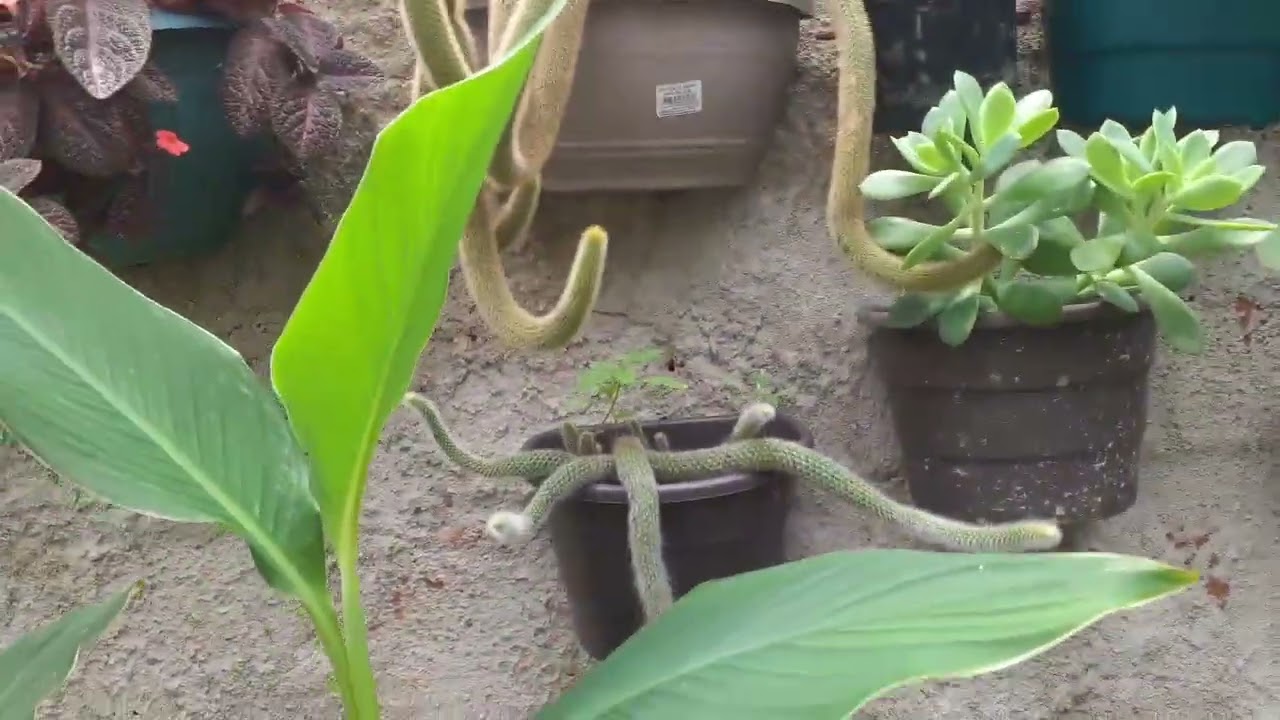 PEQUENO TOUR PELAS AS MINHAS PLANTINHAS DO MURO 🥵🥵🥵🥵