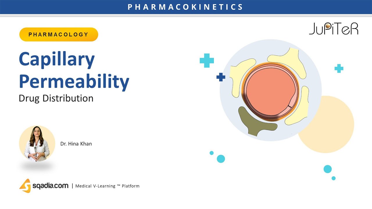 Drug Distribution | Capillary Permeability