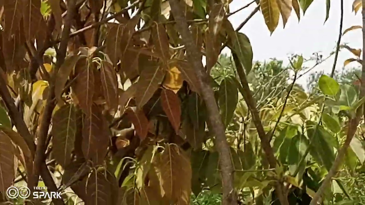 pilken shade tree