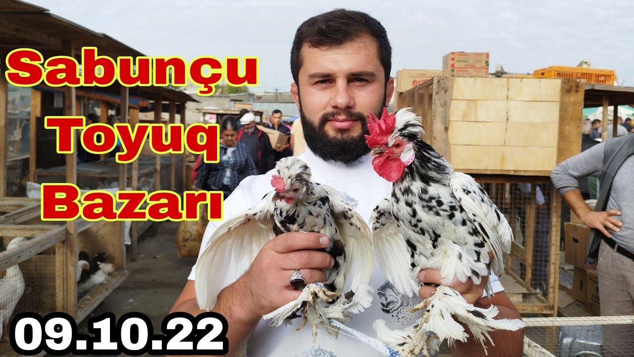 Sabunçu Toyuq Bazarı 9 oktyabr 2022 #sabuncubazari #elixezer #sabuncutoyuqbazari #heyrati #brahma